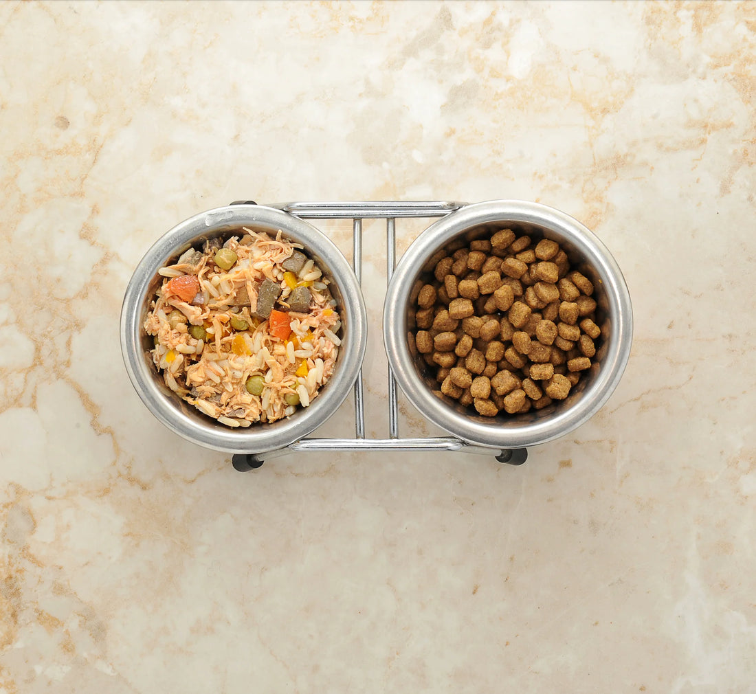 Transitioning Your Dog to a Human-Grade Diet: A Step-by-Step Guide